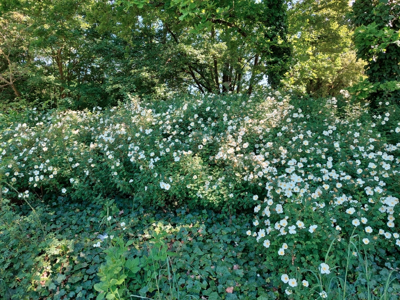 Bibernell-Rose