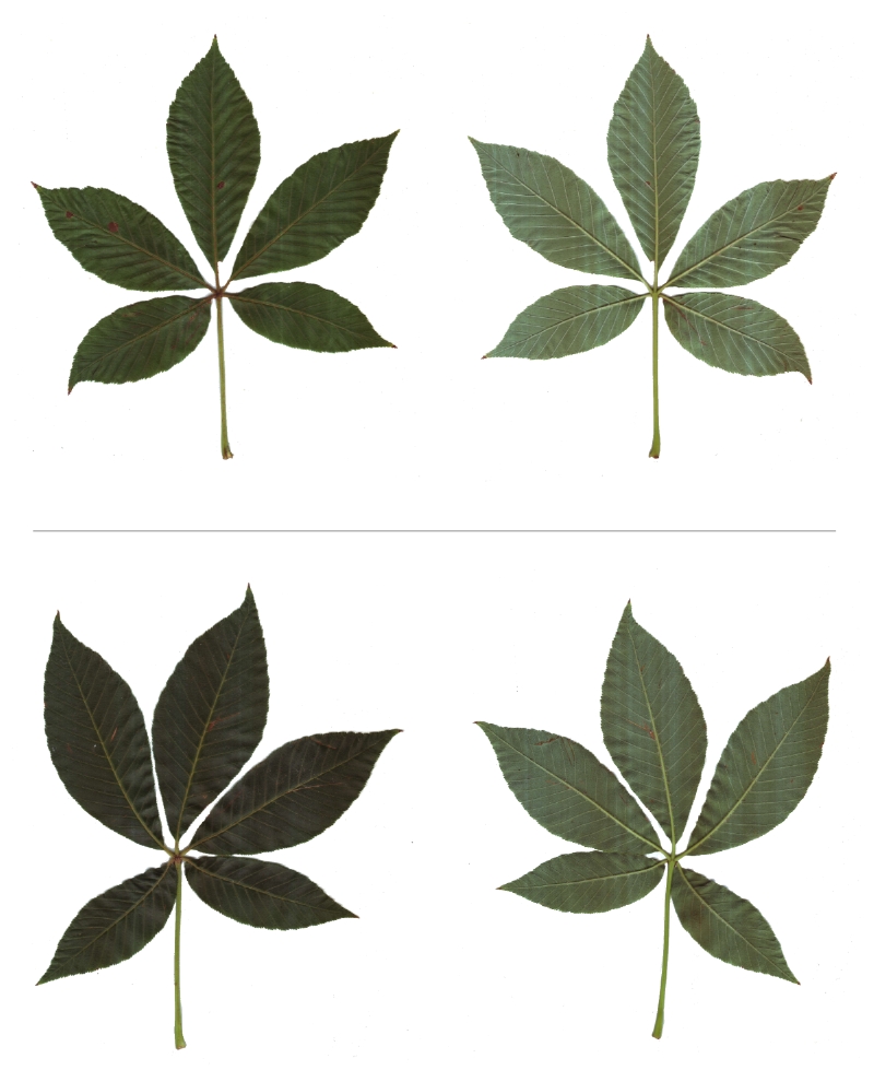 Blatt der Gelben Rosskastanie