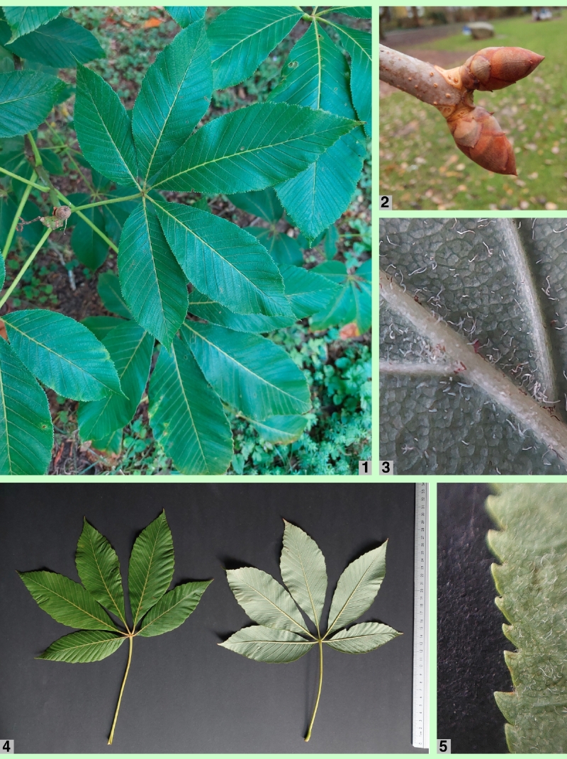 Gelbe Rosskastanie: Blattdetails