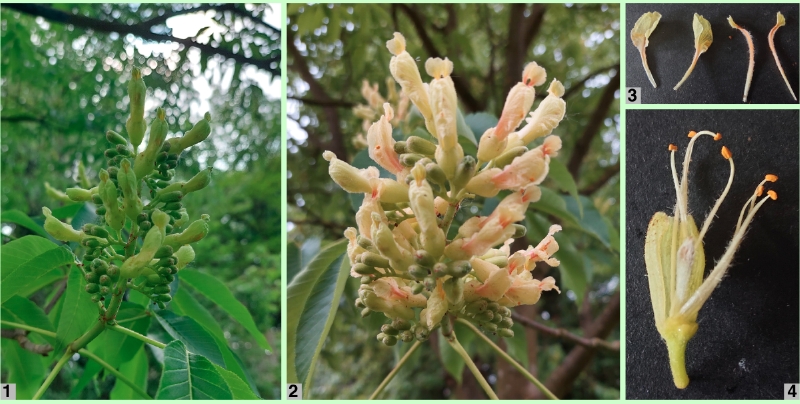 Gelbe Rosskastanie: Blütenbilder