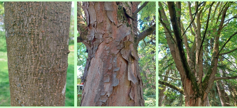 Borken der Gelben Rosskastanie
