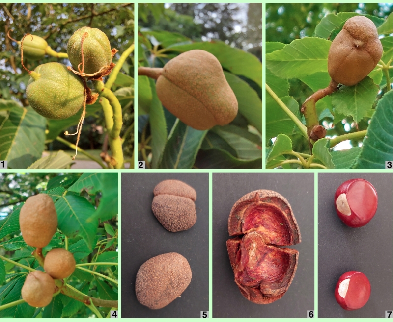 Früchte der Gelben Rosskastanie