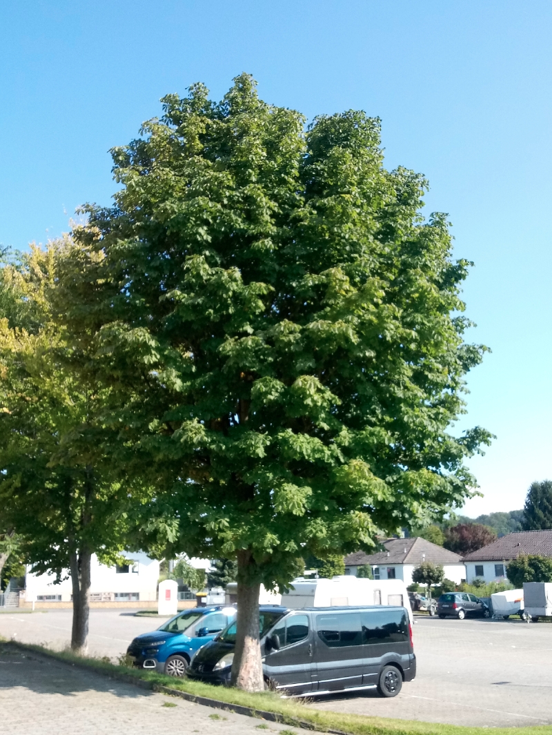 Gefülltblühende Rosskastanie