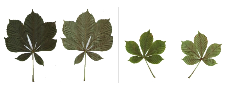 Blätter der Gefülltblühenden Rosskastanie