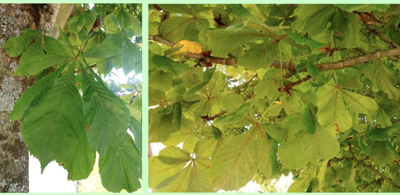 Blattwerk der Gefülltblühenden Rosskastanie