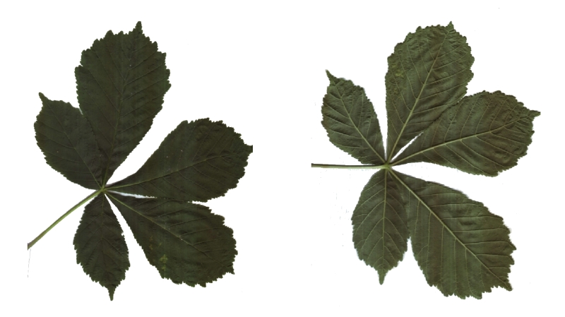 Blatt der Gemeinen Rosskastanie