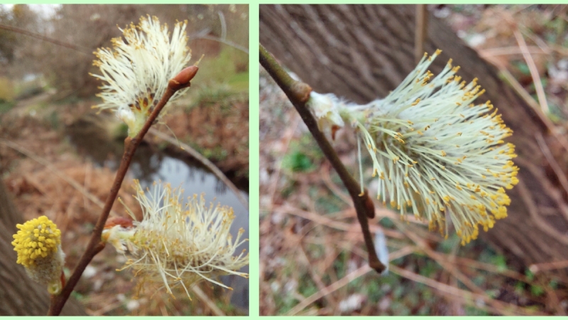 Männliche Blüten der Sal-Weide