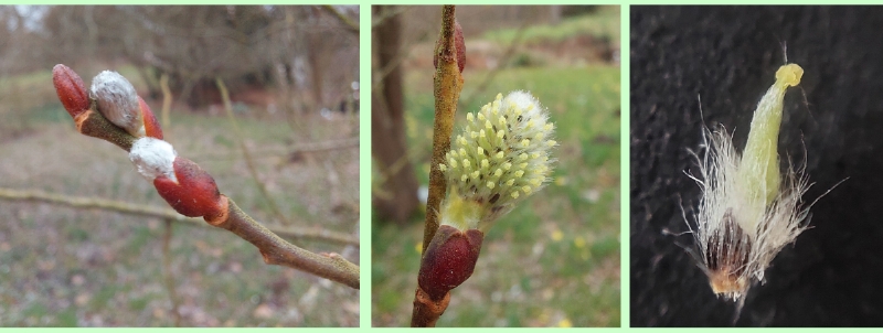 Weibliche Blüten / Blütenknospen der Sal-Weide