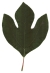 Sassafrasbaum, Blatt