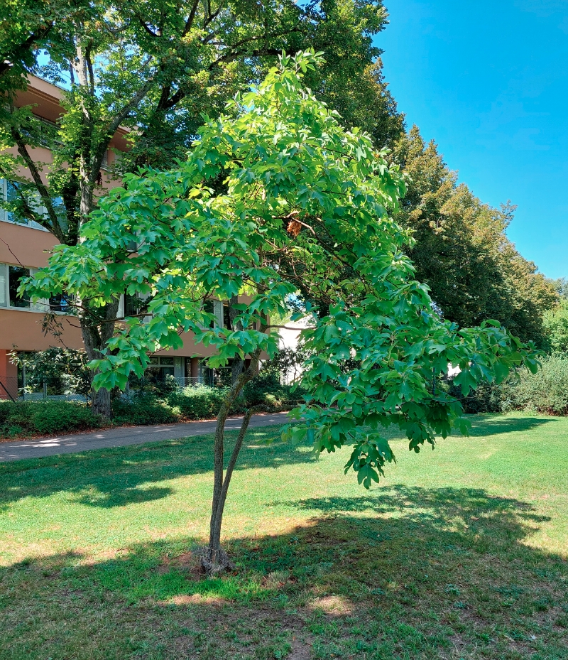 Sassafrasbaum