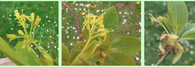 Sassafrasbaum: Blüten (zwittrig)