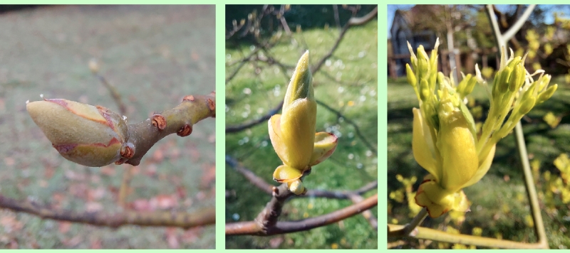 Sassafrasbaum: Knospen
