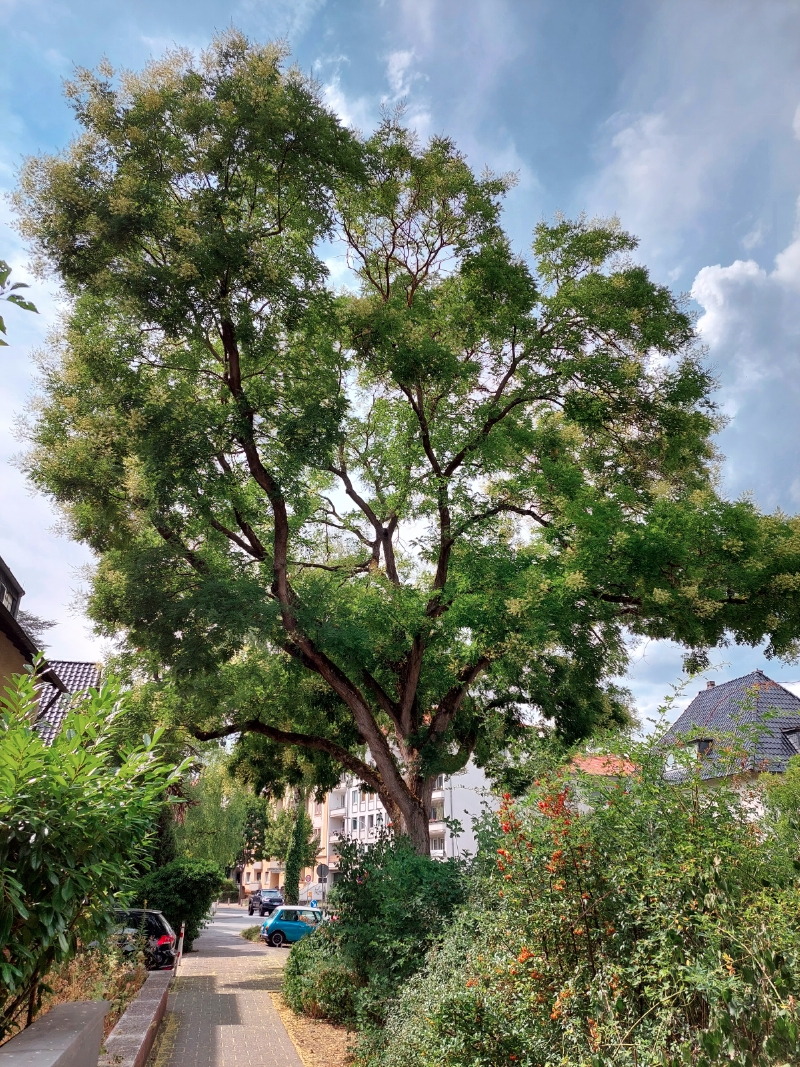 Japanischer Schnurbaum