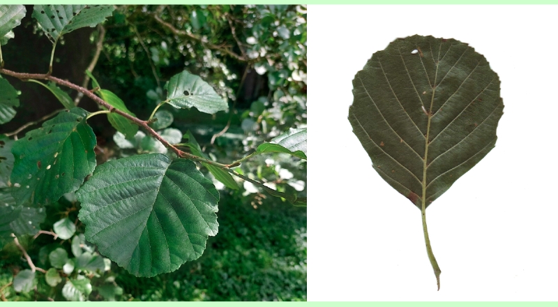 Blätter der Schwarz-Erle