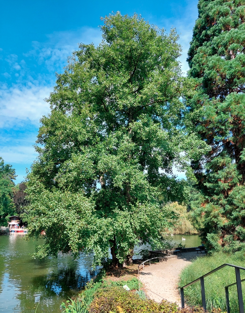 Schwarz-Erle im Palmengarten Frankfurt am Main