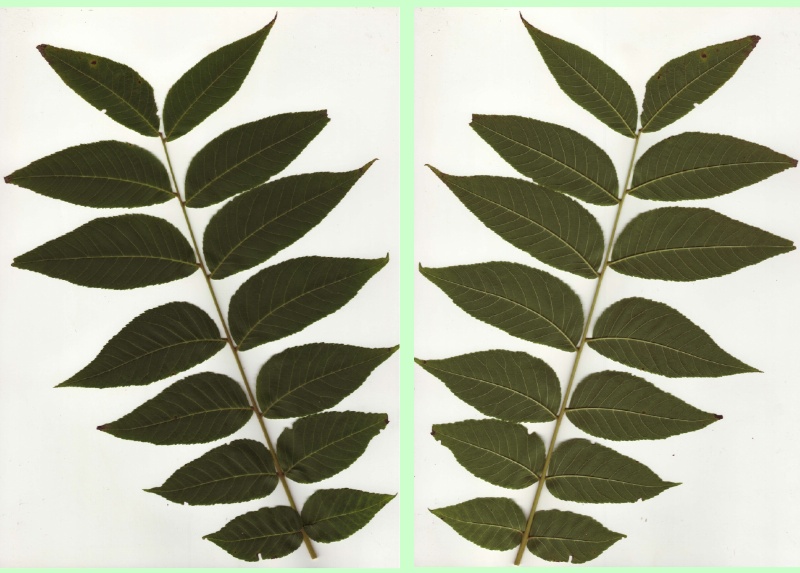 Fiederblätter der Schwarznuss