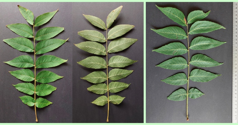 Schwarznuss: Blattober- u. Unterseiten