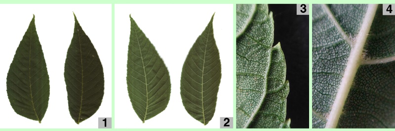 Schwarznuss: Blättchen, Blattdetails