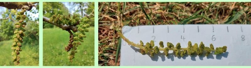 Schwarznuss: Männliche Blütenstände im Mai