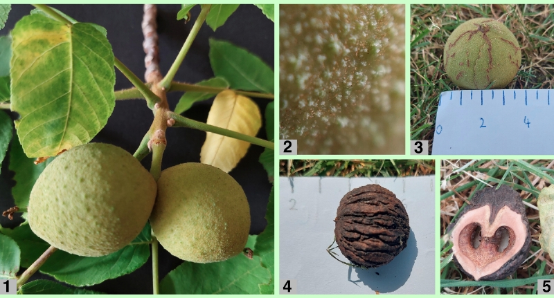 Schwarznuss: Früchte