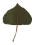 Schwarzpappel, Blatt