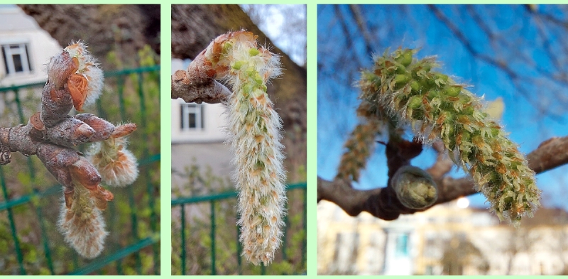 Weibliche Blüten der Silber-Pappel