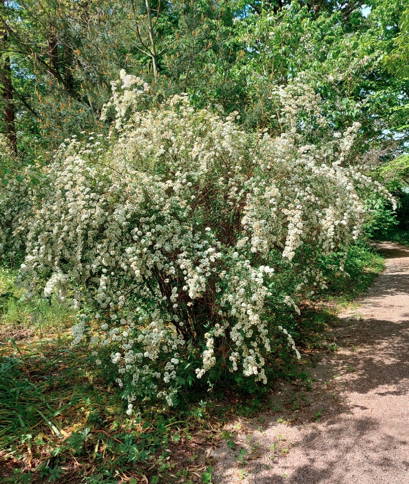 Braut-Spierstrauch
