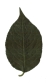 Gewöhnlicher Spindelstrauch, Blatt