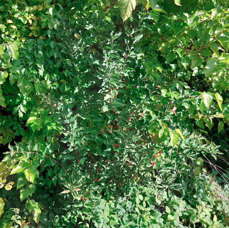 Gewöhnlicher Spindelstrauch