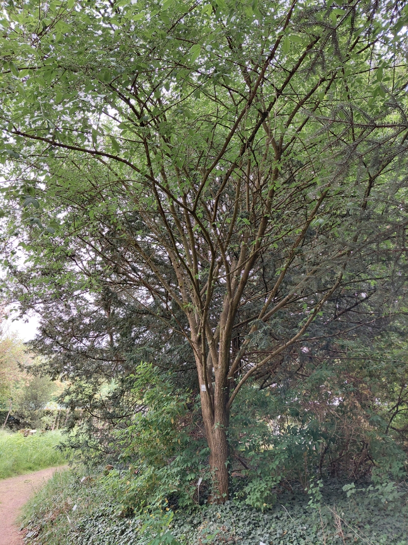 Gewöhnlicher Spindelstrauch als Baum