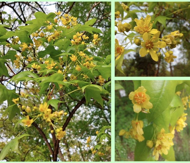 Chinesischer Spitz-Ahorn: männliche Blüten
