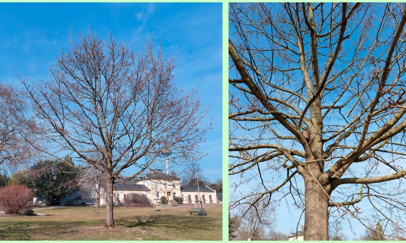 Silhouette u. Astwerk eines Spitz-Ahorns