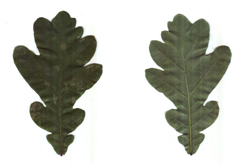 Blatt der Stiel-Eiche