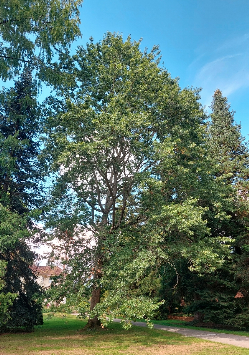 Sumpf-Eiche, Botanischer Garten Hohenheim, September 2026