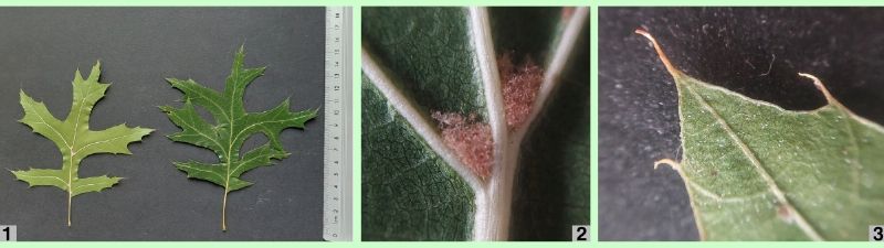 Blattdetails der Sumpf-Eiche