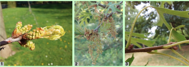 Details der Sumpf-Eiche