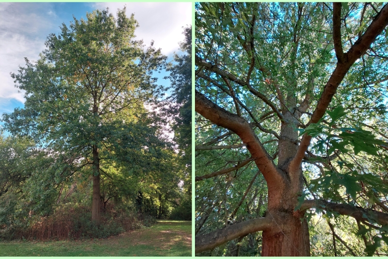 Sumpf-Eichen im Park