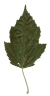 Tatarenahorn, Blattoberseite