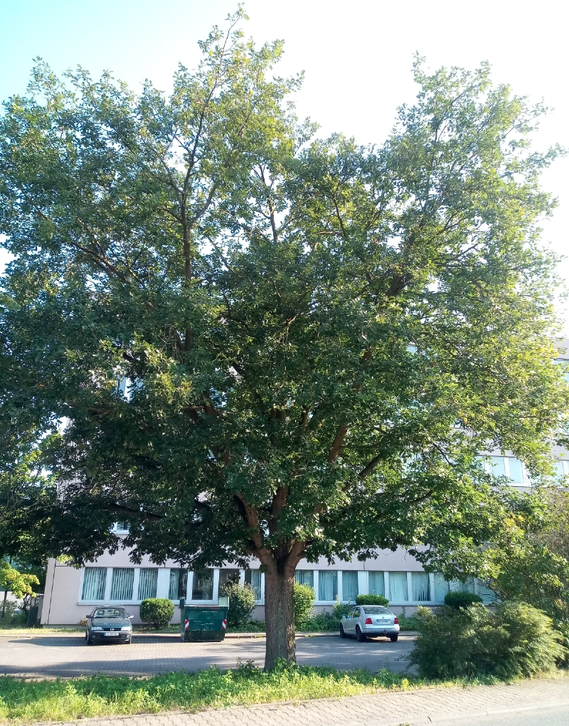 Trauben-Eiche im Juli