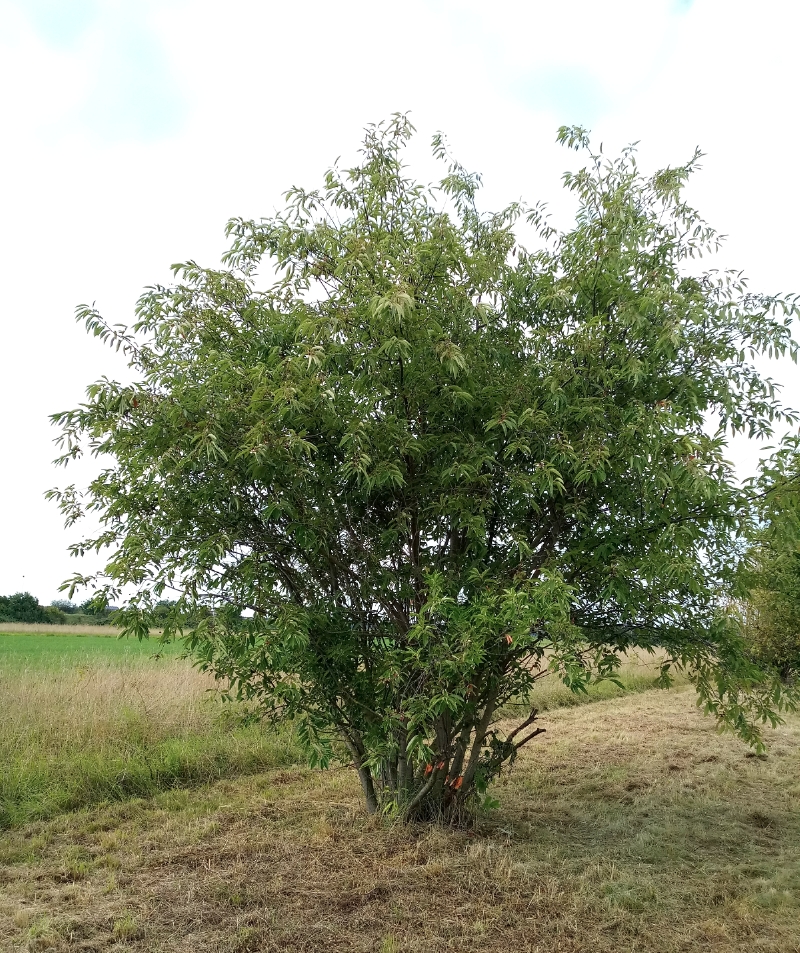 Spätblühende Traubenkirsche