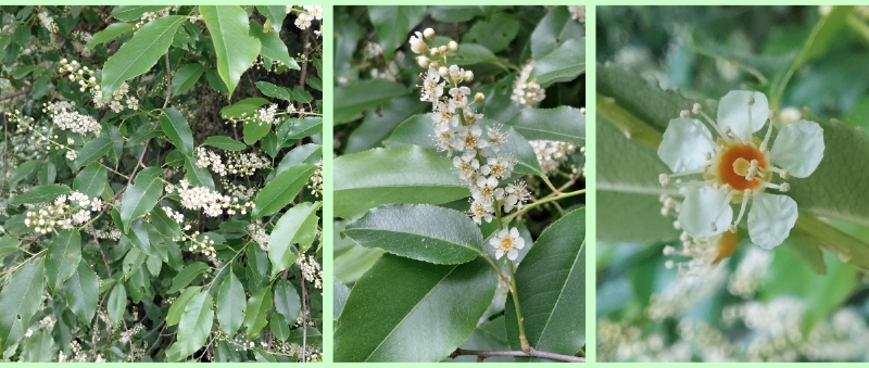 Blüten der Späten Traubenkirsche
