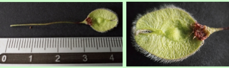 Früchte der Flatter-Ulme