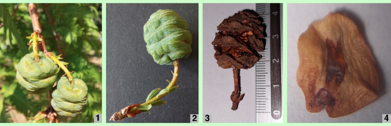 Urweltmammutbaum: Zapfen und Samen