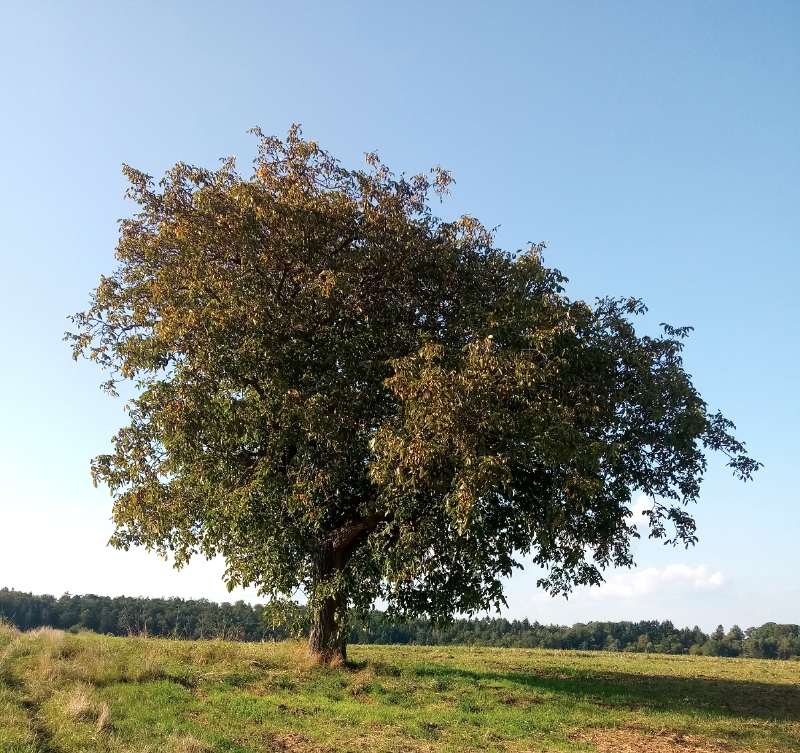 Walnussbaum