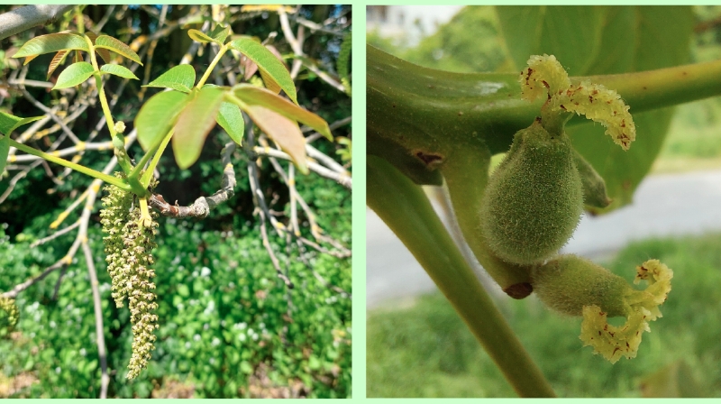 Blüten der Echten Walnuss