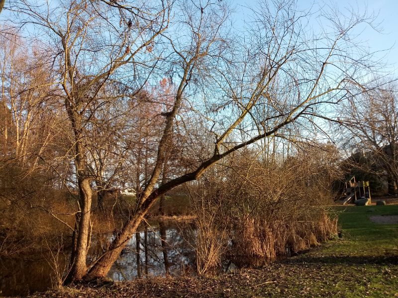 Wuchsform der Bruch-Weide