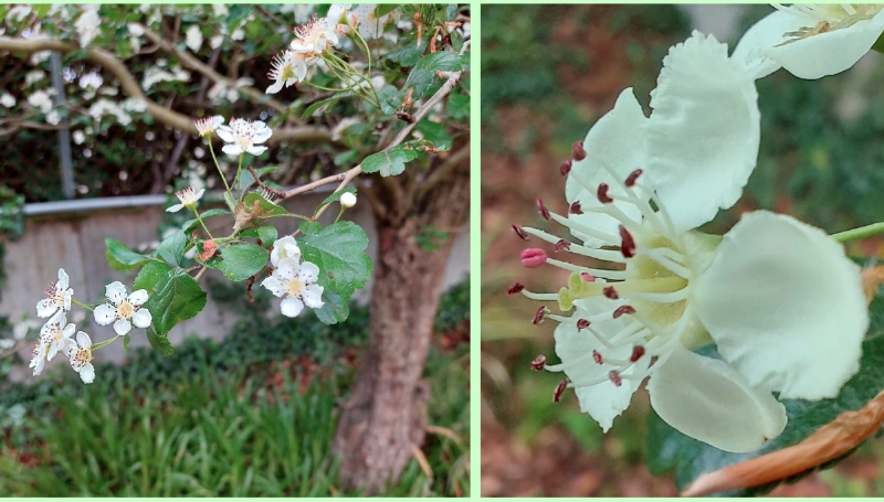 Zweigriffliger Weißdorn: Blüten