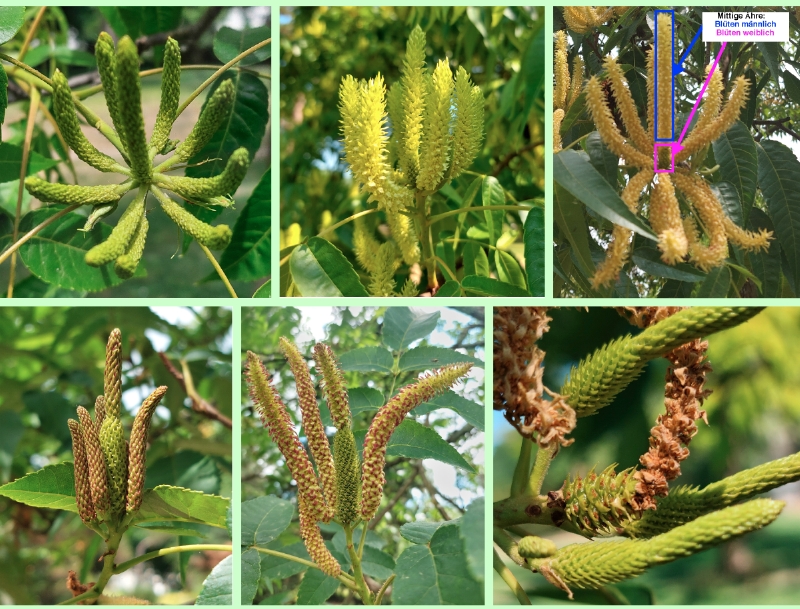 Blütenstönde der Zapfennuss