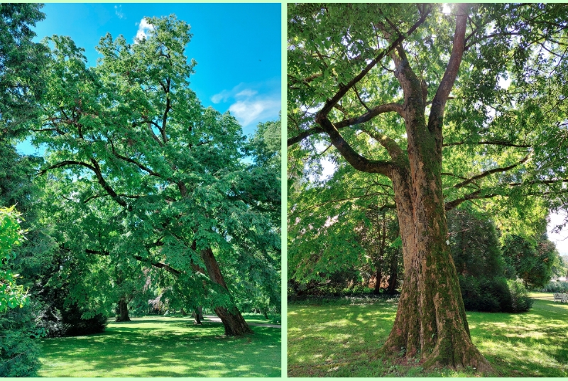 Japanische Zelkove im Schlossgarten Schwetzingen, Mai 2024