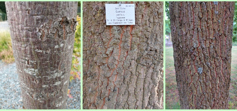 Borken der Zerr-Eiche